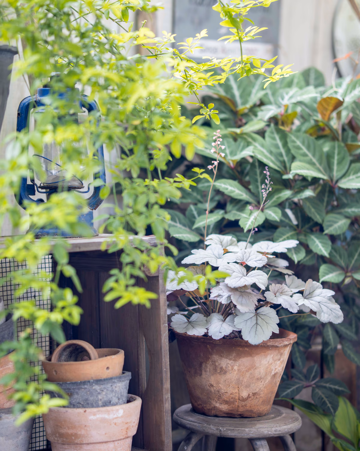 RIKAが育てている植物の景色