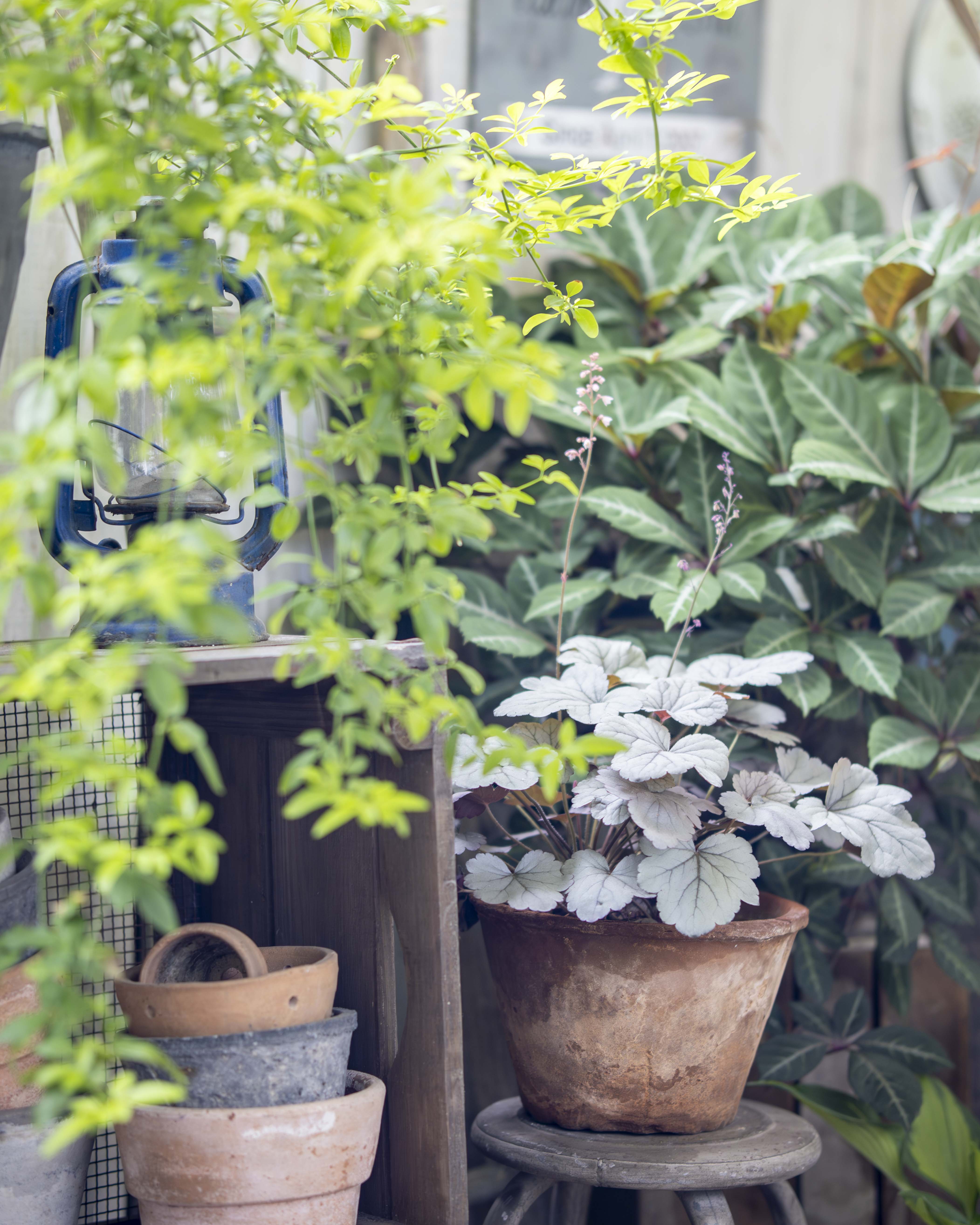 RIKAが育てている植物の景色