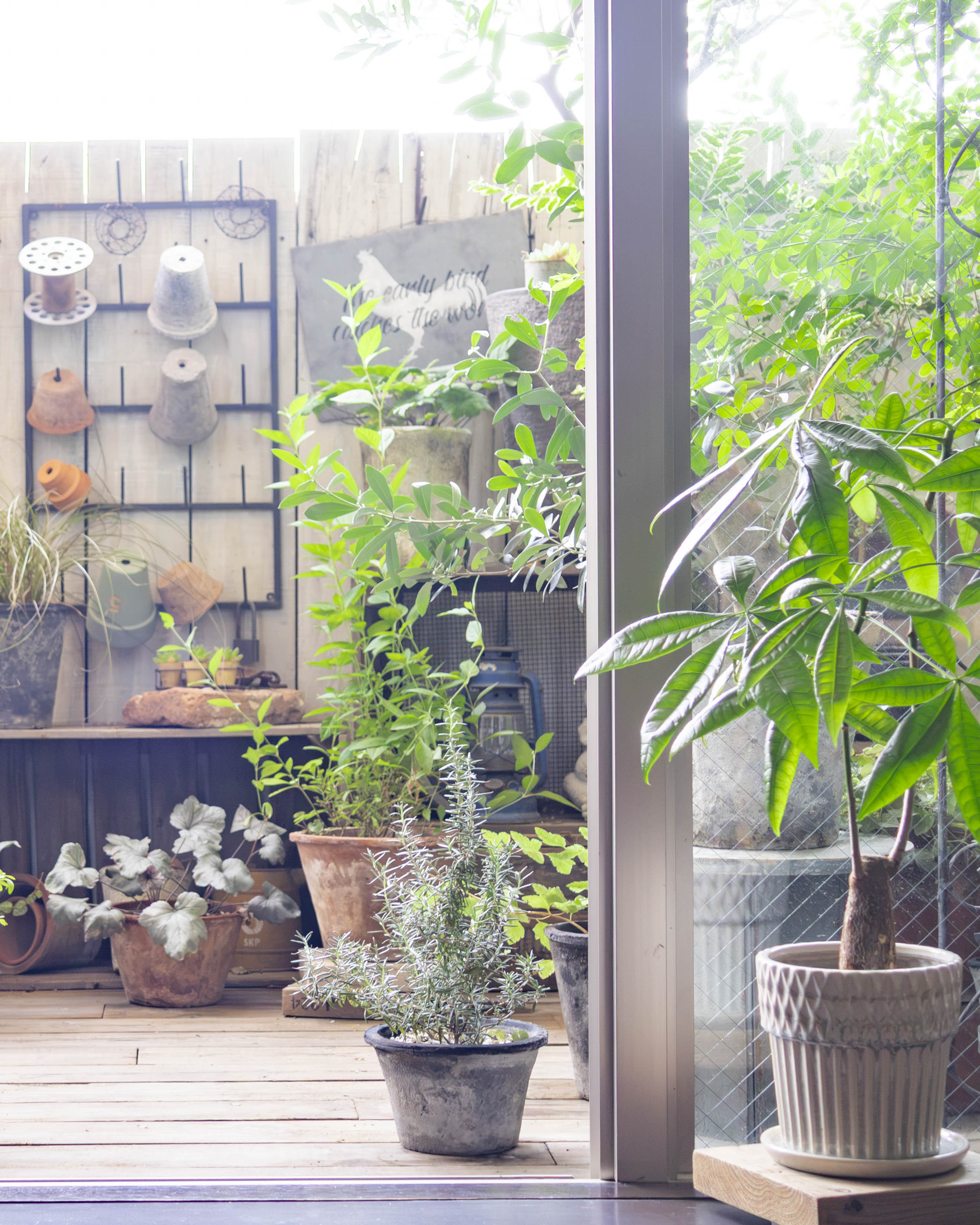 室内から眺めた、鉢植えが並ぶRIKAのベランダ
